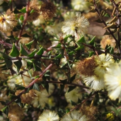 Acacia gunnii (Ploughshare Wattle) at Bruce, ACT - 20 Aug 2021 by pinnaCLE