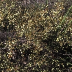 Acacia gunnii at Bruce, ACT - 20 Aug 2021 02:24 PM