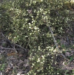 Acacia gunnii (Ploughshare Wattle) at Bruce Ridge to Gossan Hill - 20 Aug 2021 by pinnaCLE