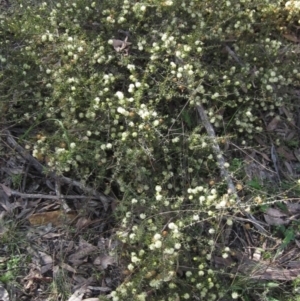 Acacia gunnii at Bruce, ACT - 20 Aug 2021