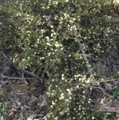 Acacia gunnii (Ploughshare Wattle) at Bruce, ACT - 20 Aug 2021 by pinnaCLE
