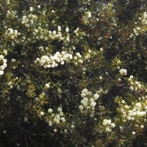 Acacia genistifolia at Bruce, ACT - 20 Aug 2021