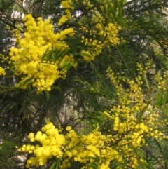 Acacia decurrens (Green Wattle) at Bruce Ridge to Gossan Hill - 21 Aug 2021 by pinnaCLE