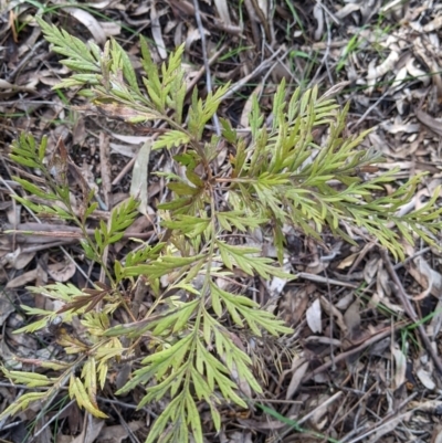 Grevillea robusta (Silky Oak) at Thurgoona, NSW - 21 Aug 2021 by Darcy