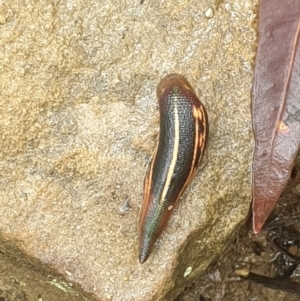 Hirudinidae sp. (family) at Lawson, NSW - 4 Jan 2021