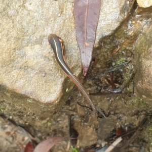 Hirudinidae sp. (family) at Lawson, NSW - 4 Jan 2021