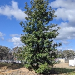 Grevillea robusta (Silky Oak) at Thurgoona, NSW - 21 Aug 2021 by Darcy