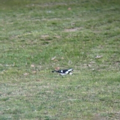 Grallina cyanoleuca (Magpie-lark) at Thurgoona, NSW - 21 Aug 2021 by Darcy