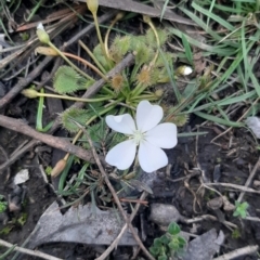 Drosera whittakeri (Scented Sundew) at Cassini, SA - 21 Aug 2021 by laura.williams