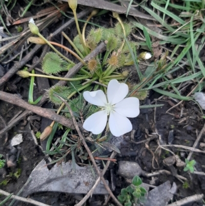 Drosera whittakeri (Scented Sundew) at Cassini, SA - 21 Aug 2021 by laura.williams