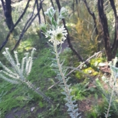 Pimelea octophylla (Wooly Rice-flower) at Cassini, SA - 21 Aug 2021 by laura.williams