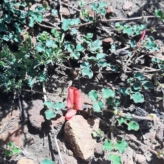 Kennedia prostrata (Running Postman) at Cassini, SA - 21 Aug 2021 by laura.williams