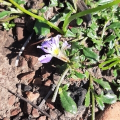 Scaevola aemula (Common Fan-flower) at Cassini, SA - 21 Aug 2021 by laura.williams