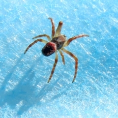 Unidentified Spider (Araneae) at Monash, ACT - 21 Aug 2021 by RodDeb