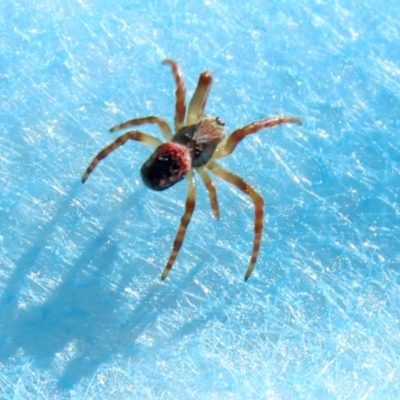 Unidentified Spider (Araneae) at Monash, ACT - 21 Aug 2021 by RodDeb