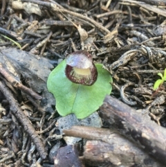 Corysanthes incurva (Slaty Helmet Orchid) at Porky Flat, SA - 16 Aug 2021 by Awycherley