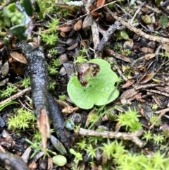 Corybas expansus (Flared Helmet Orchid) at Porky Flat, SA - 16 Aug 2021 by Awycherley