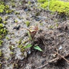 Pterostylis erythroconcha (Red Shell-orchid) at Porky Flat, SA - 16 Aug 2021 by Awycherley