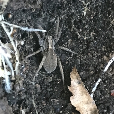 Unidentified Wolf spider (Lycosidae) at Garran, ACT - 15 Aug 2021 by Tapirlord