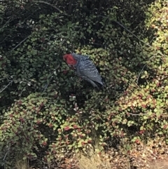 Callocephalon fimbriatum (Gang-gang Cockatoo) at Weston, ACT - 15 Aug 2021 by Tapirlord