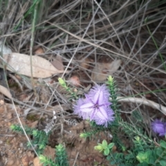 Unidentified Lily or Iris at Vivonne Bay, SA - 30 Oct 2020 by laura.williams
