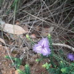 Thysanotus racemoides at Vivonne Bay, SA - 30 Oct 2020 by laura.williams