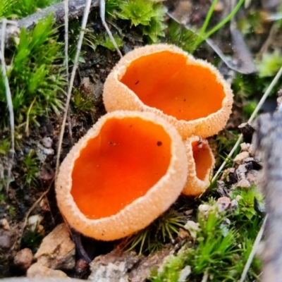 Aleuria sp. (An Orange peel fungus) at Denman Prospect, ACT - 21 Aug 2021 by RobG1