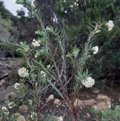 Pimelea stricta (Erect Riceflower) at Haines, SA - 14 Jul 2021 by laura.williams