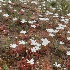 Drosera whittakerii subsp. whittakeri (Scented Sundew) at Duncan, SA - 17 Aug 2021 by laura.williams