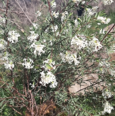 Pimelea stricta (Erect Riceflower) at Stokes Bay, SA - 21 Aug 2021 by laura.williams