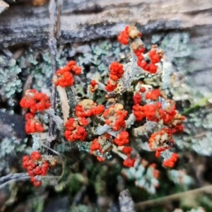 Cladonia sp. (genus) at Denman Prospect, ACT - 21 Aug 2021