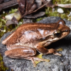 Litoria jervisiensis (Jervis Bay Tree Frog) at Termeil, NSW - 12 Dec 2020 by BrianHerps