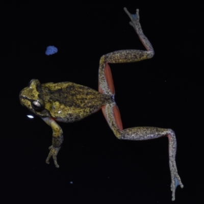 Litoria watsoni (Heath Frog) at Budderoo, NSW - 3 Oct 2020 by BrianLR