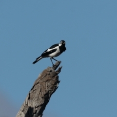 Grallina cyanoleuca (Magpie-lark) at Majura, ACT - 10 Aug 2021 by jbromilow50