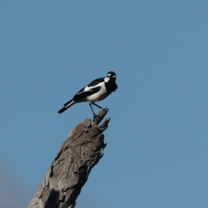 Grallina cyanoleuca at Majura, ACT - 10 Aug 2021 02:14 PM