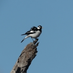 Grallina cyanoleuca at Majura, ACT - 10 Aug 2021 02:14 PM