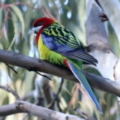 Platycercus eximius (Eastern Rosella) at Majura, ACT - 10 Aug 2021 by jb2602