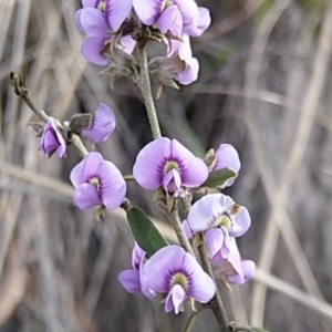 Hovea heterophylla at Carwoola, NSW - 19 Aug 2021