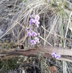 Hovea heterophylla at Carwoola, NSW - 19 Aug 2021