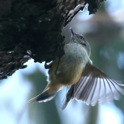 Acanthiza reguloides (Buff-rumped Thornbill) at Mount Majura - 10 Aug 2021 by jb2602