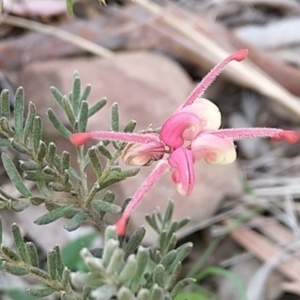 Grevillea lanigera at Carwoola, NSW - 19 Aug 2021