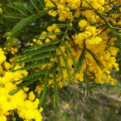Acacia decurrens (Green Wattle) at Cook, ACT - 18 Aug 2021 by drakes