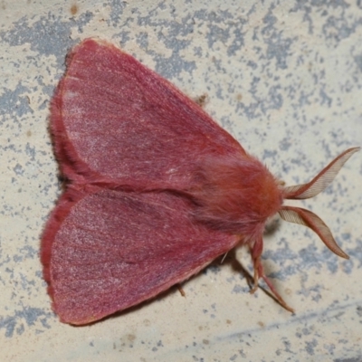 Anthela phoenicias at Cunnamulla, QLD - 30 Aug 2010 by Harrisi