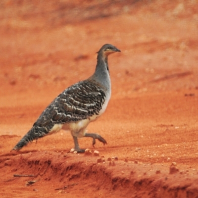 Leipoa ocellata (Malleefowl) at Euabalong, NSW - 24 Apr 2010 by Harrisi