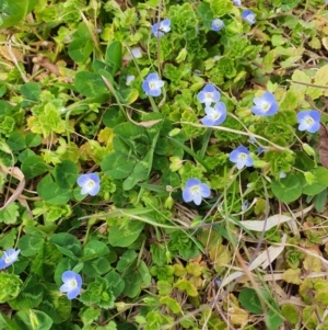 Veronica persica at Queanbeyan West, NSW - 21 Aug 2021 11:44 AM