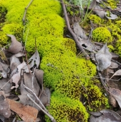 Pottiaceae (family) (A moss) at Jerrabomberra, NSW - 19 Aug 2021 by Speedsta