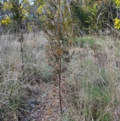 Exocarpos cupressiformis (Cherry Ballart) at Jerrabomberra, NSW - 21 Aug 2021 by Speedsta