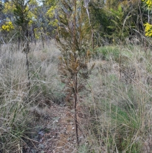 Exocarpos cupressiformis at Jerrabomberra, NSW - 21 Aug 2021