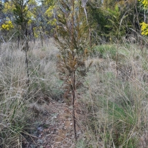 Exocarpos cupressiformis at Jerrabomberra, NSW - 21 Aug 2021 11:32 AM