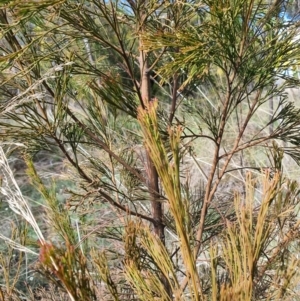 Exocarpos cupressiformis at Jerrabomberra, NSW - 21 Aug 2021 11:32 AM